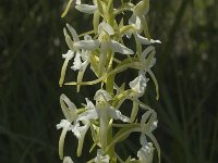 Platanthera chlorantha 4, Bergnachtorchis, Saxifraga-Jan van der Straaten