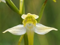 Platanthera chlorantha 40, Bergnachtorchis, Saxifraga-Hans Dekker