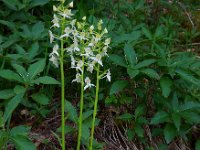 Platanthera chlorantha 46, Bergnachtorchis, Saxifraga-Ed Stikvoort