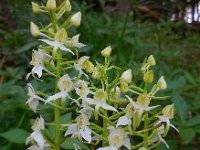 Platanthera chlorantha 47, Bergnachtorchis, Saxifraga-Ed Stikvoort