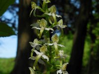 Platanthera chlorantha 48, Bergnachtorchis, Saxifraga-Ed Stikvoort