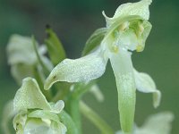 Platanthera chlorantha 5, Bergnachtorchis, Saxifraga-Hans Dekker