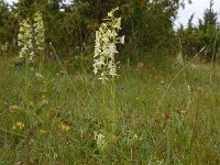 Platanthera chlorantha 51, Bergnachtorchis, Saxifraga-Ed Stikvoort