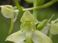 Platanthera chlorantha 52, Bergnachtorchis, Saxifraga-Ed Stikvoort