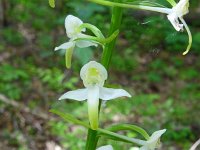 Platanthera chlorantha 59, Bergnachtorchis, Saxifraga-Hans Grotenhuis