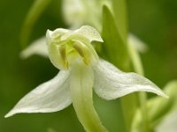 Platanthera chlorantha 7, Bergnachtorchis, Saxifraga-Hans Dekker