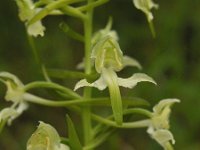 Platanthera chlorantha 8, Bergnachtorchis, Saxifraga-Hans Dekker