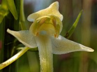 Platanthera chlorantha 9, Bergnachtorchis, Saxifraga-Hans Dekker