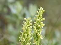 Platanthera hyperborea 2, Saxifraga-Peter Stein