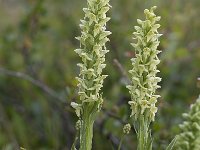 Platanthera hyperborea 4, Saxifraga-Peter Stein