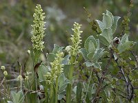 Platanthera hyperborea 6, Saxifraga-Peter Stein