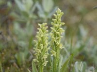 Platanthera hyperborea 7, Saxifraga-Peter Stein