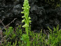 Platanthera micrantha