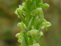 Platanthera micrantha 5, Saxifraga-Ed Stikvoort