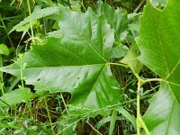 Platanus hispanica 3, Plataan, Saxifraga-Rutger Barendse