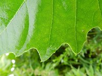 Platanus hispanica 7, Plataan, Saxifraga-Rutger Barendse