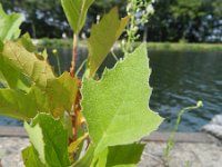 Platanus orientalis 12, Oosterse plataan, Saxifraga-Rutger Barendse