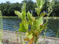 Platanus orientalis 13, Oosterse plataan, Saxifraga-Rutger Barendse