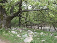 Platanus orientalis 14, Oosterse plataan, Saxifraga-Dirk Hilbers