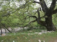 Platanus orientalis 15, Oosterse plataan, Saxifraga-Dirk Hilbers