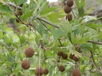 Platanus orientalis 16, Oosterse plataan, Saxifraga-Dirk Hilbers