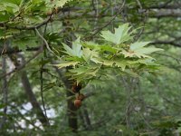 Platanus orientalis 17, Oosterse plataan, Saxifraga-Dirk Hilbers