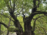 Platanus orientalis 18, Oosterse plataan, Saxifraga-Harry Jans