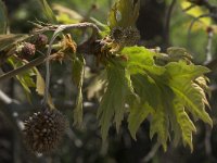 Platanus orientalis 2, Oosterse plataan, Saxifraga-Willem van Kruijsbergen