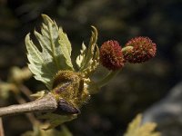 Platanus orientalis 3, Oosterse plataan, Saxifraga-Willem van Kruijsbergen