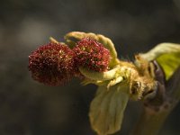 Platanus orientalis 5, Oosterse plataan, Saxifraga-Jan van der Straaten