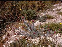 Platycapnos spicata 2, Saxifraga-Rutger Barendse