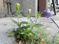 Platycodon grandiflorus 2, Ballonklokje, Saxifraga-Rutger Barendse