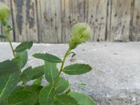 Platycodon grandiflorus 3, Ballonklokje, Saxifraga-Rutger Barendse