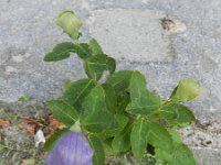 Platycodon grandiflorus 4, Ballonklokje, Saxifraga-Rutger Barendse