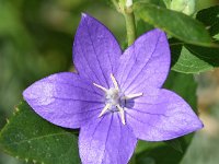 Platycodon grandiflorus 8, Ballonklokje, Saxifraga-Sonja Bouwman