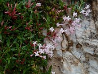 Plocama calabrica 2, Saxifraga-Ed Stikvoort