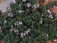 Plocama calabrica 3, Saxifraga-Ed Stikvoort