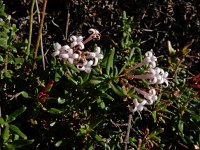 Plocama calabrica 4, Saxifraga-Ed Stikvoort