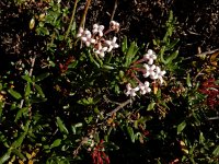 Plocama calabrica 6, Saxifraga-Ed Stikvoort