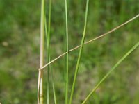 Poa angustifolia 2, Smal beemdgras, Saxifraga-Rutger Barends