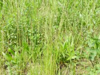 Poa angustifolia 3, Smal beemdgras, Saxifraga-Rutger Barends