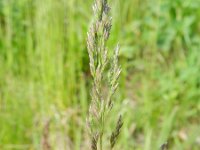 Poa angustifolia 4, Smal beemdgras, Saxifraga-Rutger Barends