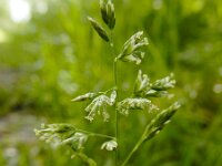 Poa annua 10, Straatgras, Saxifraga-Ed Stikvoort
