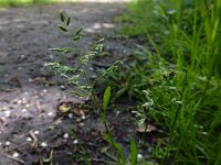 Poa annua 12, Straatgras, Saxifraga-Ed Stikvoort