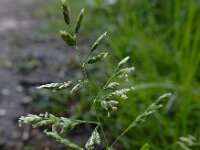 Poa annua 13, Straatgras, Saxifraga-Ed Stikvoort