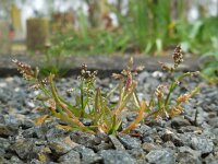 Poa annua 15, Straatgras, Saxifraga-Ed Stikvoort