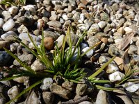 Poa annua 16, Straatgras, Saxifraga-Ed Stikvoort