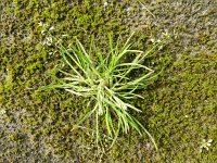 Poa annua 2, Straatgras, Saxifraga-Rutger Barends