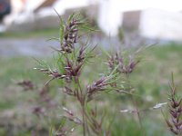 Poa bulbosa 10, Knolbeemdgras, Saxifraga-Rutger Barends