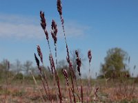 Poa bulbosa 14, Knolbeemdgras, Saxifraga-Ed Stikvoort